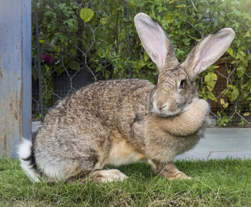 Coelho gigante de Flandres: uma das raças de coelhos domésticos