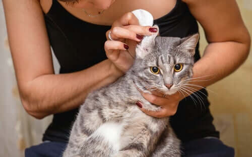 Como limpar as orelhas dos gatos