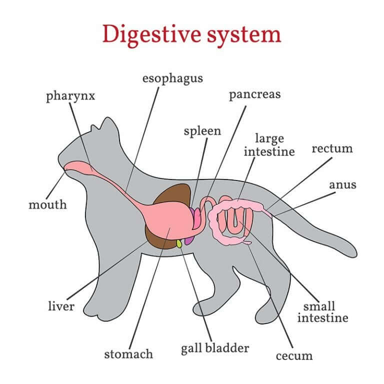 O sistema digestivo dos gatos