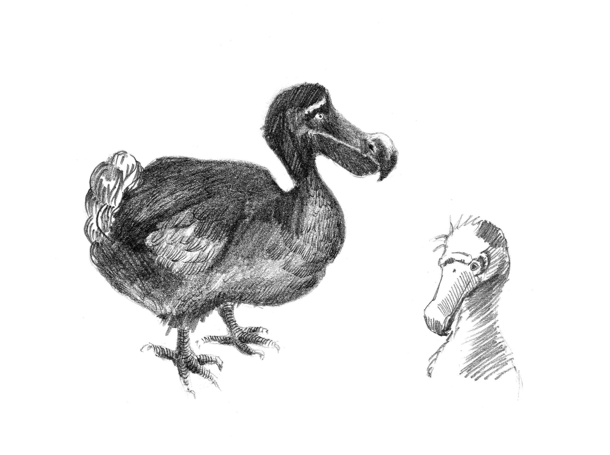 Como e por que o dodô foi extinto?