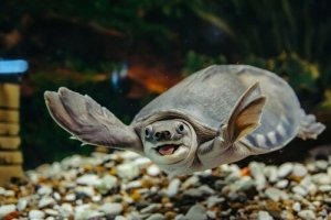 Cuidados exigidos por uma tartaruga aquática