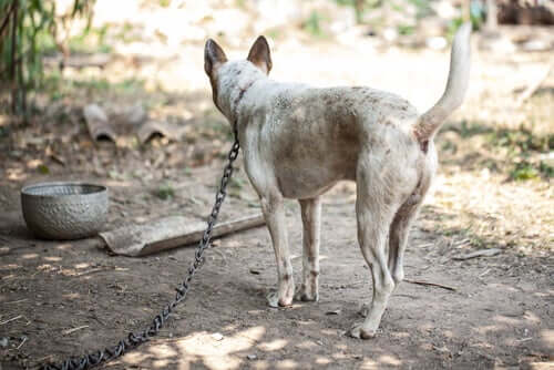 Manter um cachorro acorrentado não é saudável