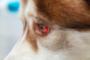 Derrame ocular em cães: como tratar