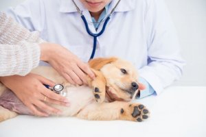 As doenças renais em cães