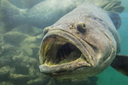 Morfologia e comportamento do mero-preto