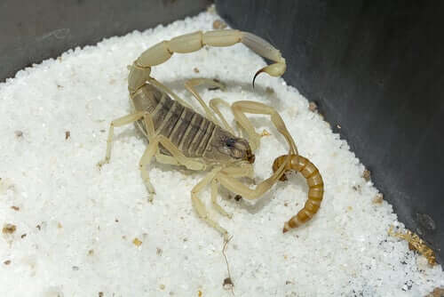 Curiosidades sobre os escorpiões
