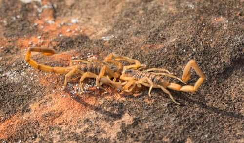 Ritual de acasalamento dos escorpiões