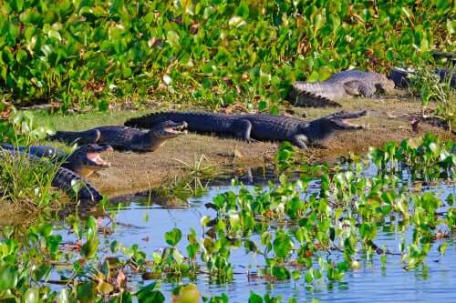 Espécimes de jacaré-do-pantanal tomando sol