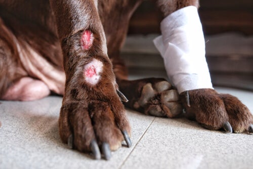 Cão com ferida na pata