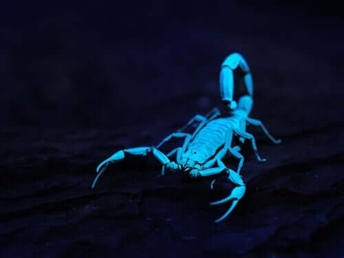 Os escorpiões brilham sob a luz ultravioleta