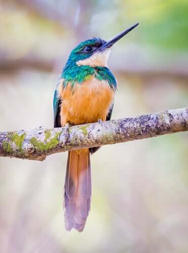 Características das aves jacamaraçu