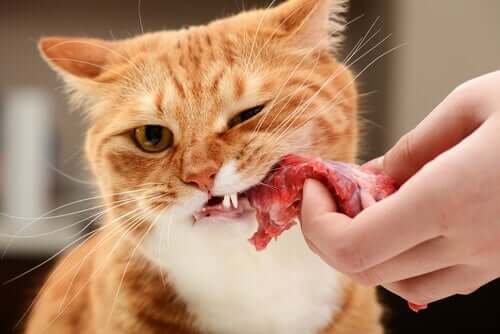 Gato comendo carne crua