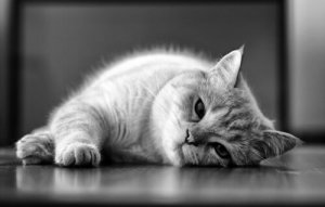 Leishmaniose em gatos: causas e tratamento