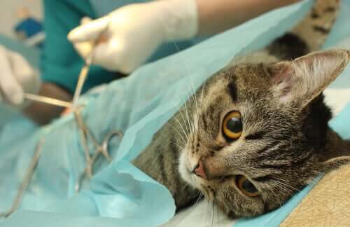 Cirurgia de castração em gatos