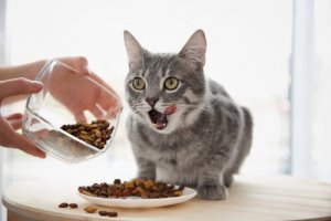 O sistema digestivo dos gatos