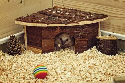 A higiene dos hamsters