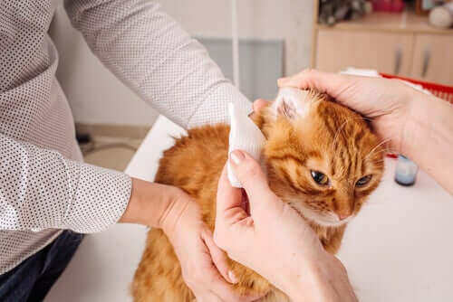 A higiene das orelhas dos gatos