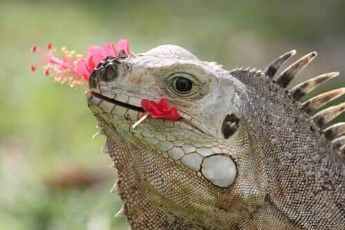 Iguana comendo flores