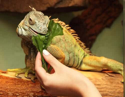 Alimentação das iguanas-verdes