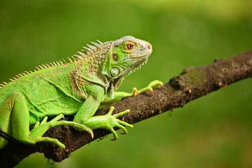 O que as iguanas-verdes comem?