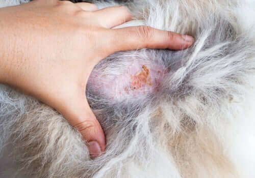 Infecção na pele de um cão