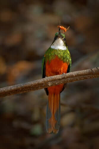 Ariramba-de-cauda-ruiva