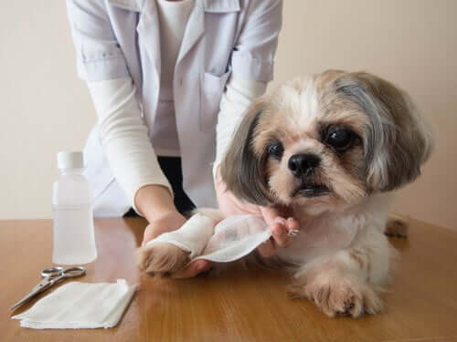 Cão no veterinário enfaixando pata
