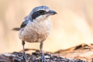 Picanço real: o pássaro açougueiro