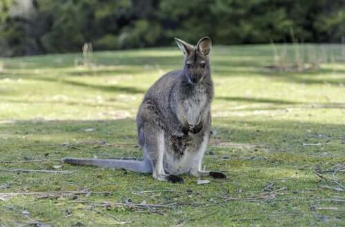 O marsupial Macropus Robustus