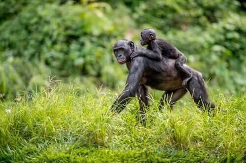 As mães bonobo ajudam seus filhos a flertar