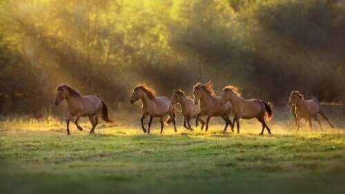 Cavalos correndo sob o sol