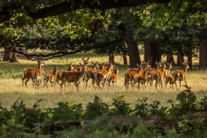 Manadas de veados: alimentação e habitat