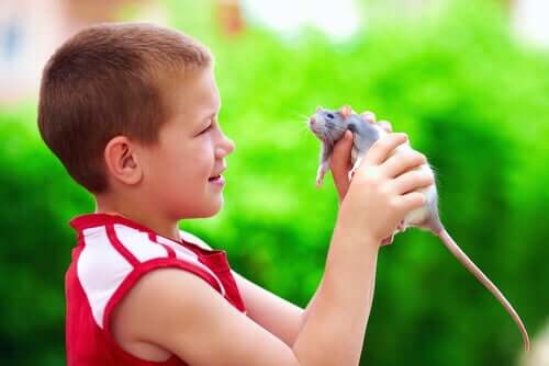 Menino segurando um rato de estimação