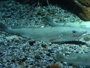 Os diferentes tipos de migrações da merluza