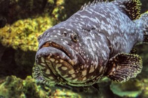Mero-preto: características e habitat