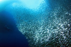 Tudo sobre a migração das sardinhas
