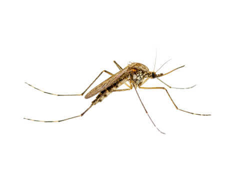 Mosquito transmissor da leishmaniose