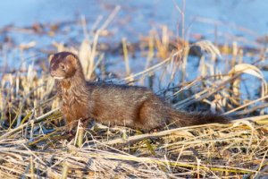 Vison-americano: habitat e características