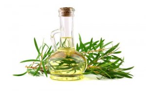 4 benefícios do óleo de melaleuca para cães