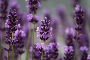 Benefícios do óleo essencial de lavanda para cães