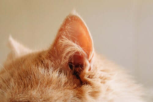 Como cuidar da orelha dos gatos