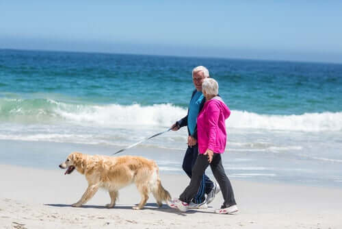 Casal de idosos passeando com cachorro na praia