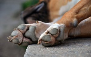As patas dos cães e seus diferentes tipos de lesões