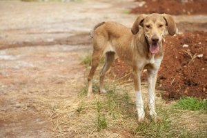 Doenças que podem provocar perda de peso em cães