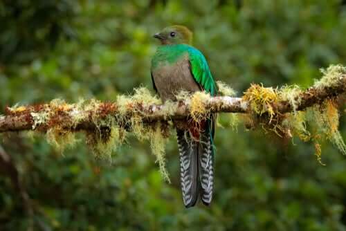 Distribuição e estado de preservação do quetzal