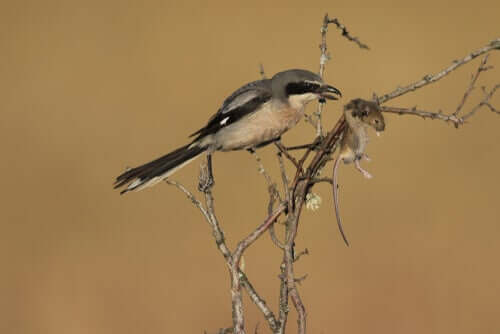 Picanço real e sua presa