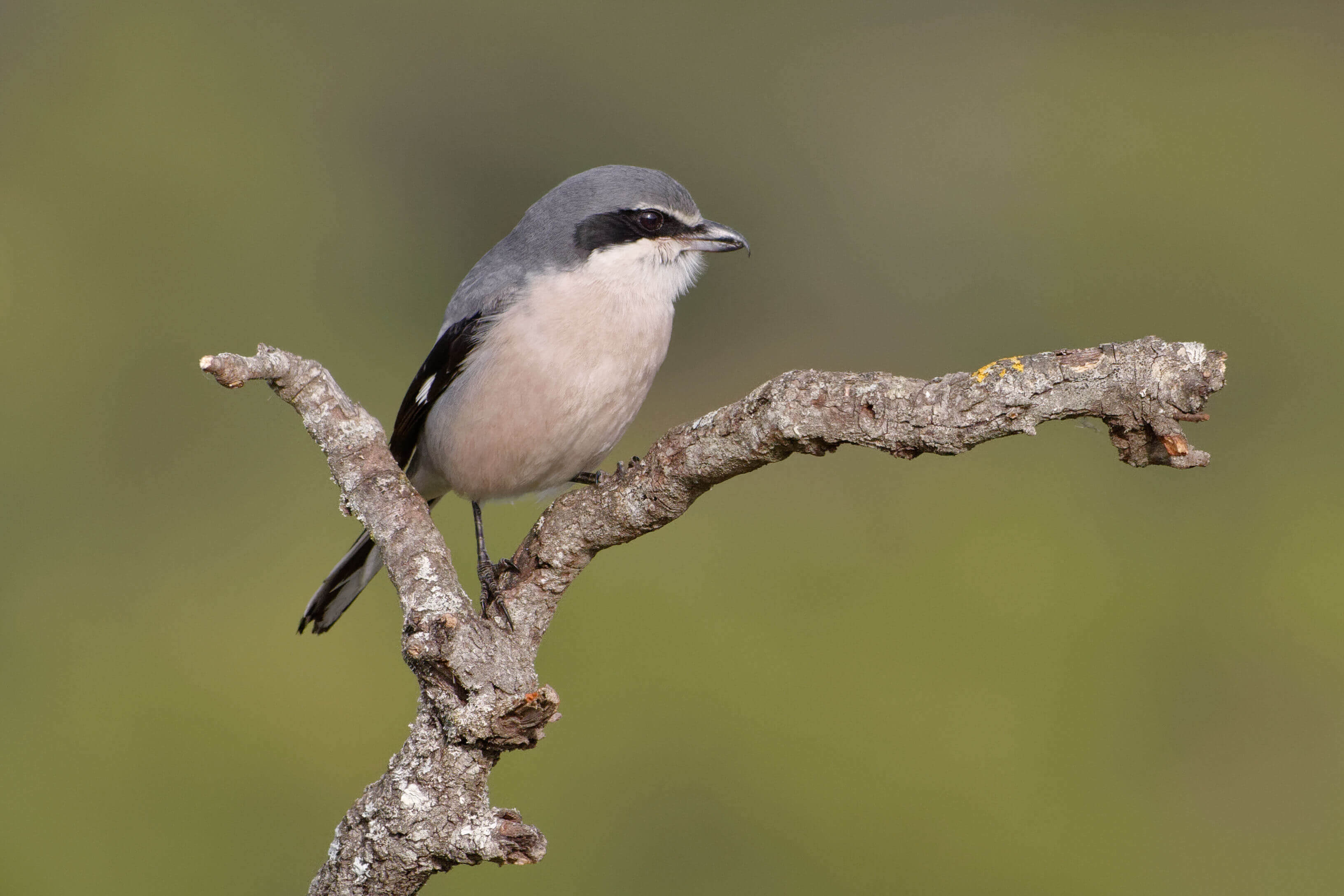 Habitat do picanço real