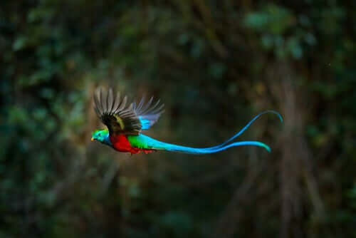 Morfologia e comportamento do quetzal