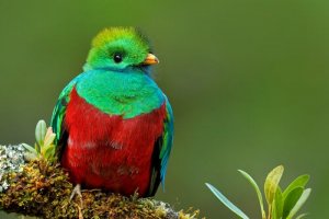 Quetzal: uma ave bela e misteriosa