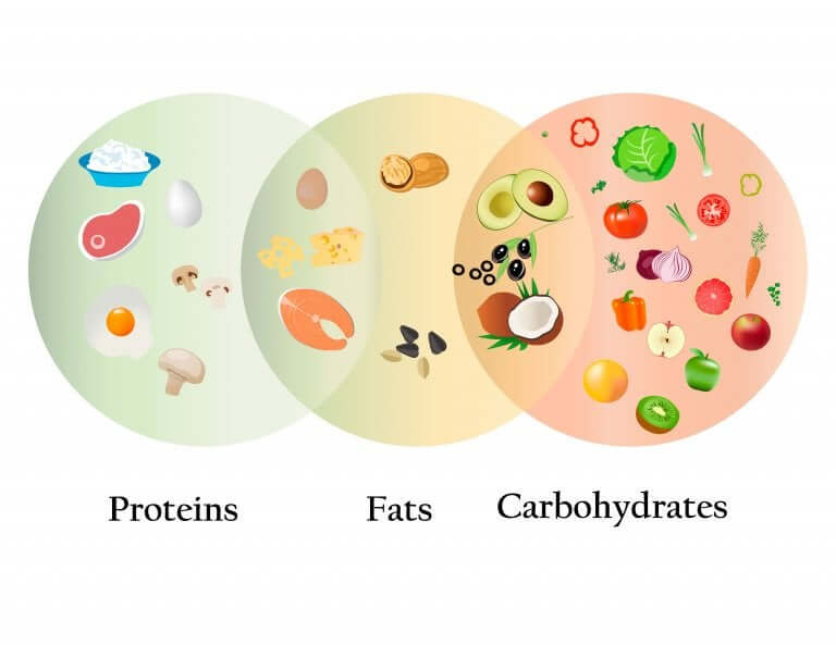 Proteínas, gorduras e carboidratos